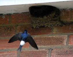 Attēlu rezultāti vaicājumam “Delichon urbicum nest”