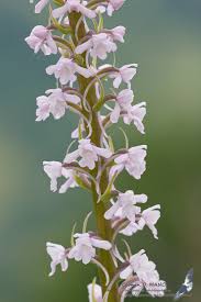 Attēlu rezultāti vaicājumam “Gymnadenia conopsea”