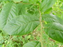 Attēlu rezultāti vaicājumam “Mespilus germanica leaf”