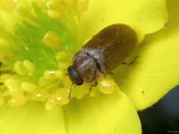 Attēlu rezultāti vaicājumam “Byturus tomentosus”