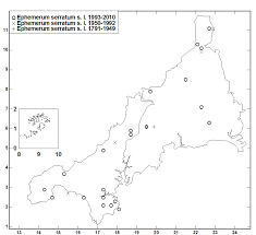 Attēlu rezultāti vaicājumam “Ephemerum serratum”