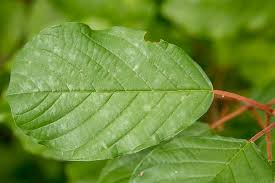 Attēlu rezultāti vaicājumam “Frangula alnus leaf”
