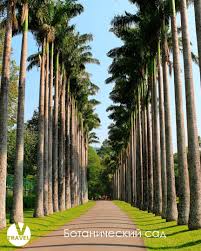 Image result for шри ланка королевский ботанический сад