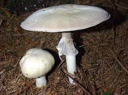 Attēlu rezultāti vaicājumam “Agaricus”