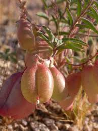 Attēlu rezultāti vaicājumam “Astragalus danicus fruit”