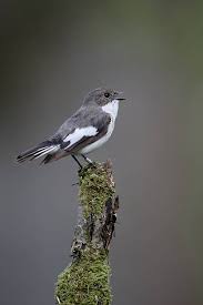 Attēlu rezultāti vaicājumam “Ficedula hypoleuca”