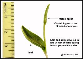 Attēlu rezultāti vaicājumam “Seligeria donniana sporophyte”