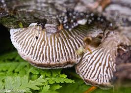 Attēlu rezultāti vaicājumam “Daedalea quercina”