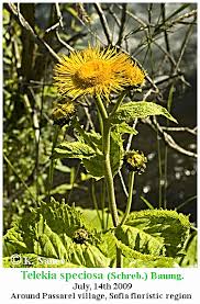 Attēlu rezultāti vaicājumam “Telekia speciosa”