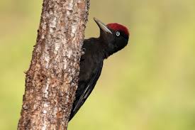 Attēlu rezultāti vaicājumam “Dryocopus martius adult”