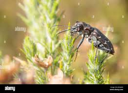 Attēlu rezultāti vaicājumam “Cicindela sylvatica imago”