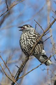 Image result for Nucifraga caryocatactes