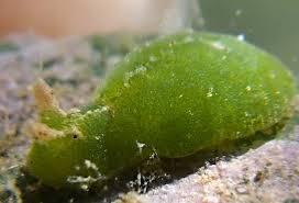 Attēlu rezultāti vaicājumam “Licea pusilla macro”