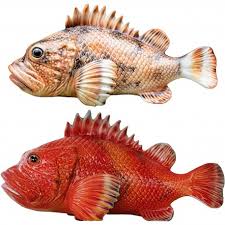 Image result for Scorpaena scrofa