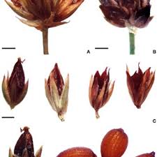 Attēlu rezultāti vaicājumam “Juncus nastanthus”