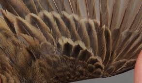 Attēlu rezultāti vaicājumam “Anthus trivialis adult”