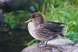 Attēlu rezultāti vaicājumam “Anas crecca”