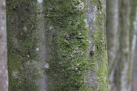 Attēlu rezultāti vaicājumam “Metzgeria furcata”