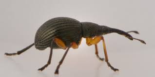 Attēlu rezultāti vaicājumam “Protapion sp.”