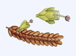 Attēlu rezultāti vaicājumam “Scapania”