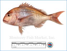 Image result for Pagrus auratus