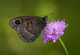 Attēlu rezultāti vaicājumam “Gracillaria syringella imago”