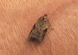 Attēlu rezultāti vaicājumam “Acleris laterana”