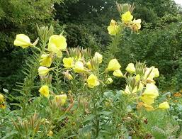 Image result for Nachtkerze