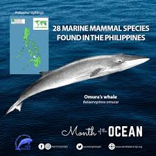 Image result for Balaenoptera omurai