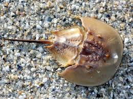 Image result for Limulus polyphemus