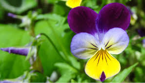 Attēlu rezultāti vaicājumam “Viola tricolor leaf”