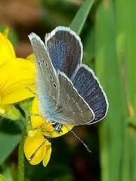 Attēlu rezultāti vaicājumam “Cyaniris semiargus male”