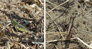 Attēlu rezultāti vaicājumam “Myrmeleotettix maculatus”