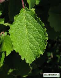 Attēlu rezultāti vaicājumam “Prunus domestica subsp. domestica leaf”