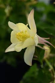 Image result for Aquilegia caerulea