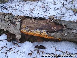 Attēlu rezultāti vaicājumam “Peniophora laurentii”