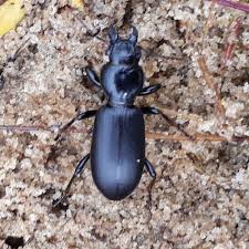 Attēlu rezultāti vaicājumam “Broscus cephalotes”