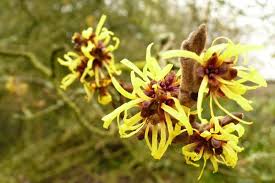 Attēlu rezultāti vaicājumam “Hamamelis mollis”