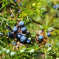 Attēlu rezultāti vaicājumam “Juniperus communis fruit”