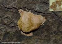 Attēlu rezultāti vaicājumam “Fuligo luteonitens”