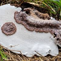 Attēlu rezultāti vaicājumam “Sporophagomyces chrysostomus”