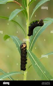 Attēlu rezultāti vaicājumam “Deilephila elpenor larva”