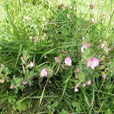 Attēlu rezultāti vaicājumam “Ononis arvensis bud”