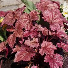 Image result for Heuchera `Palace Purple`