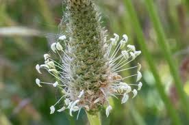 Attēlu rezultāti vaicājumam “Plantago lanceolata flower”