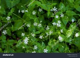 Attēlu rezultāti vaicājumam “Stellaria nemorum flower”