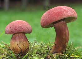 Attēlu rezultāti vaicājumam “Xerocomus rubellus”