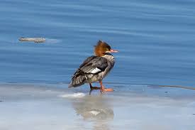 Attēlu rezultāti vaicājumam “Mergus merganser female”
