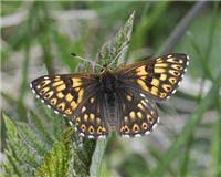 Attēlu rezultāti vaicājumam “Hamearis lucina”