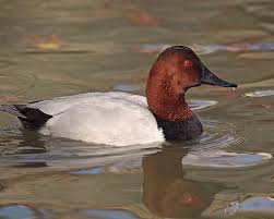 Image result for Aythya valisineria